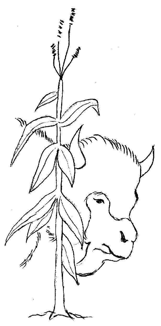 Zeichnung Büffel Mais Antje Small Legs